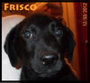 Frisco Puppy