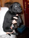 Frisco Puppy