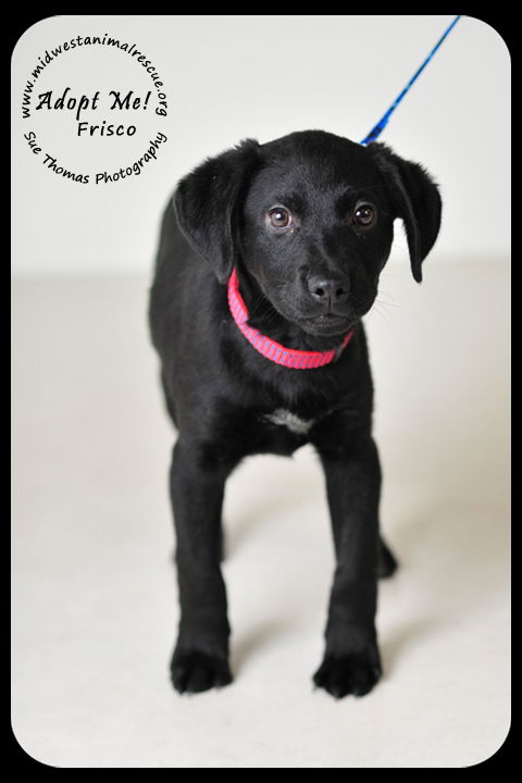 Frisco Puppy
