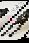 Frisco Puppy