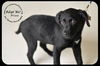 Frisco Puppy