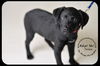 Frisco Puppy