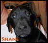 Shane Puppy