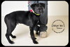 Shane Puppy