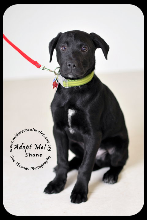 Shane Puppy