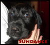 Sundance Puppy