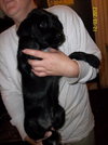 Sundance Puppy