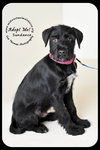 Sundance Puppy