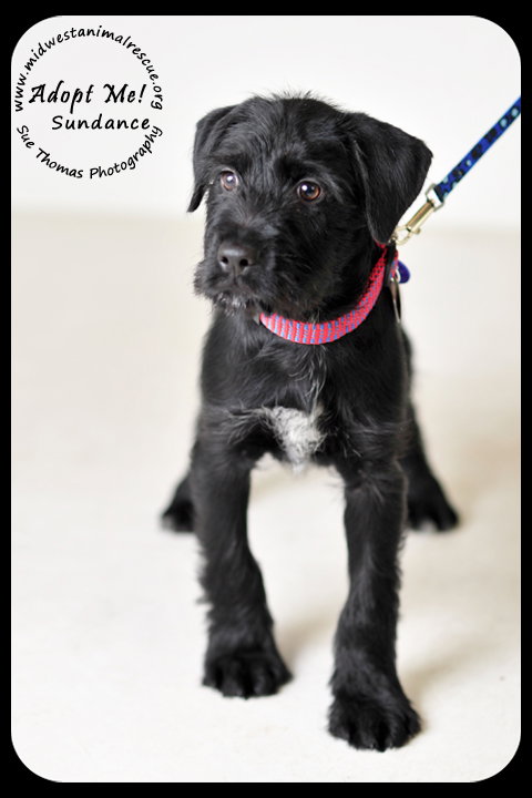 Sundance Puppy