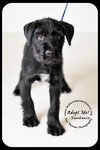 Sundance Puppy