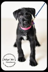 Sundance Puppy