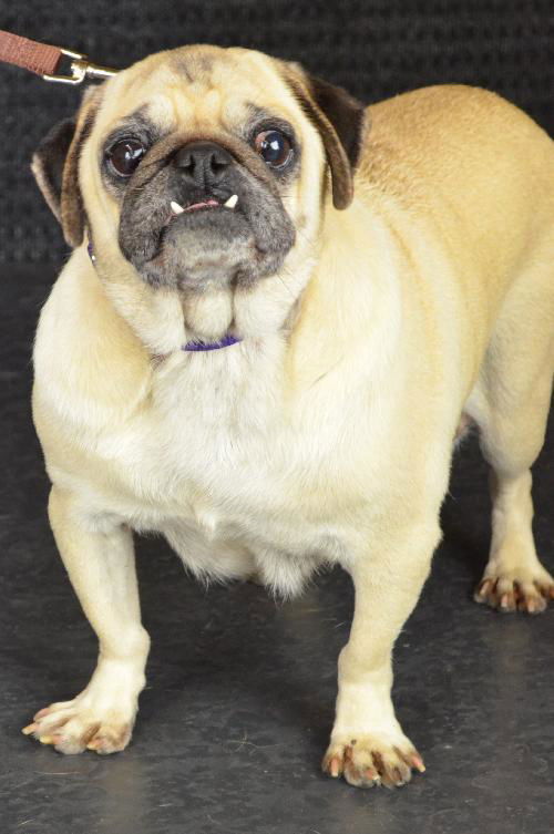 Eloise