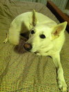 Oscar