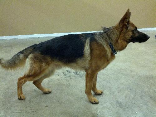 Kody