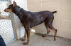 Sheba