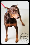 Sheba