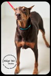 Sheba