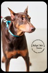 Sheba