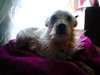 Benji