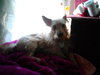 Benji