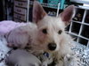 Benji