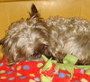 Curley