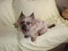 Curley