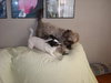 Curley