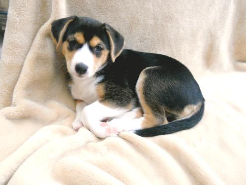 Maud Puppy