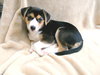 Maud Puppy