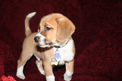 Charming Puppy