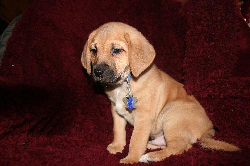 Ryder Puppy