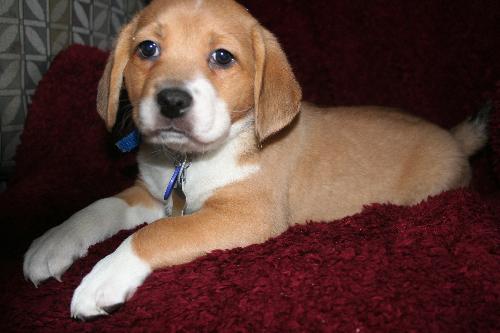 Ariel Puppy