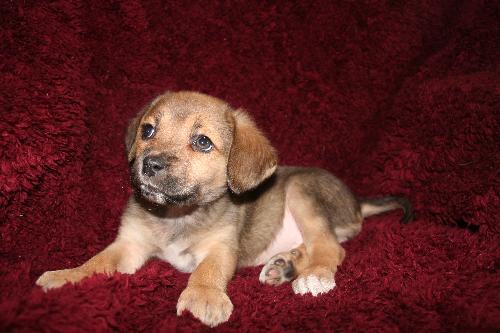 Cinder Puppy
