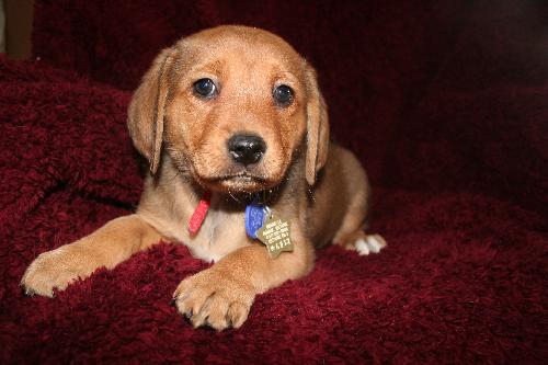 Aurora Puppy