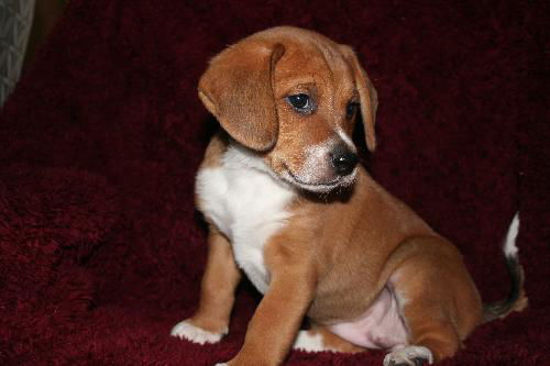 Giselle Puppy