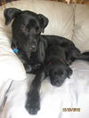 Ezra-Puppy
