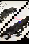 Ezra-Puppy