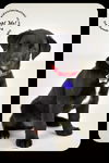 Ezra-Puppy