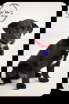 Ezra-Puppy