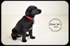 Ezra-Puppy