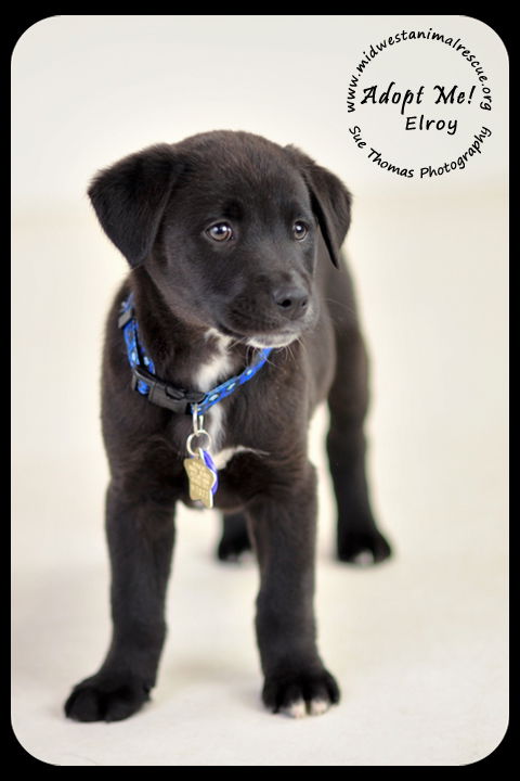 Elroy-Puppy