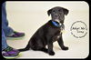 Elroy-Puppy