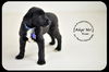 Enzo-Puppy