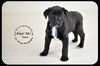 Enzo-Puppy