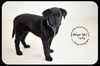 Tuffy-Puppy