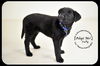 Tuffy-Puppy