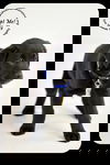 Tuffy-Puppy
