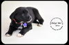 Etta-Puppy