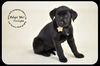 Twilight-Puppy